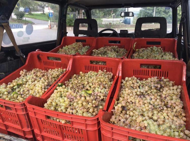 Бунгало Стандарт, Alberto S Mt.etna B&b