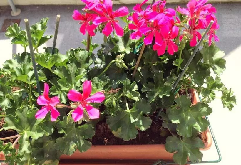 Superior-huone, Villa Cinzia