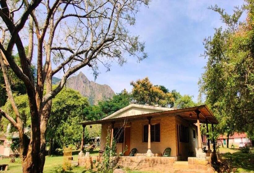 标准间, Jungle Hut