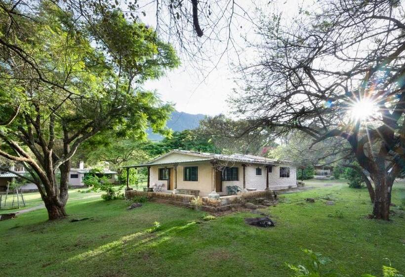 标准间, Jungle Hut
