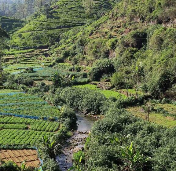 싱글 디럭스 룸, Singing Hills