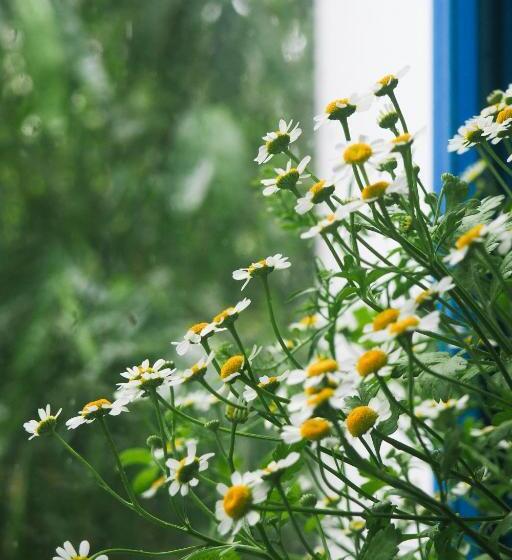 اتاق استاندارد با تخت بزرگ, Ivy House