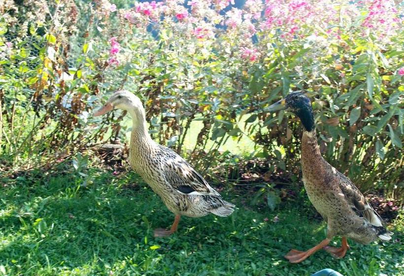 Номер Стандарт, Schösserhof