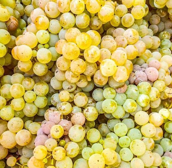 غرفة قياسية فردية, Moselhotel Weinhaus Simon ``sauna``restaurant``eladesäule