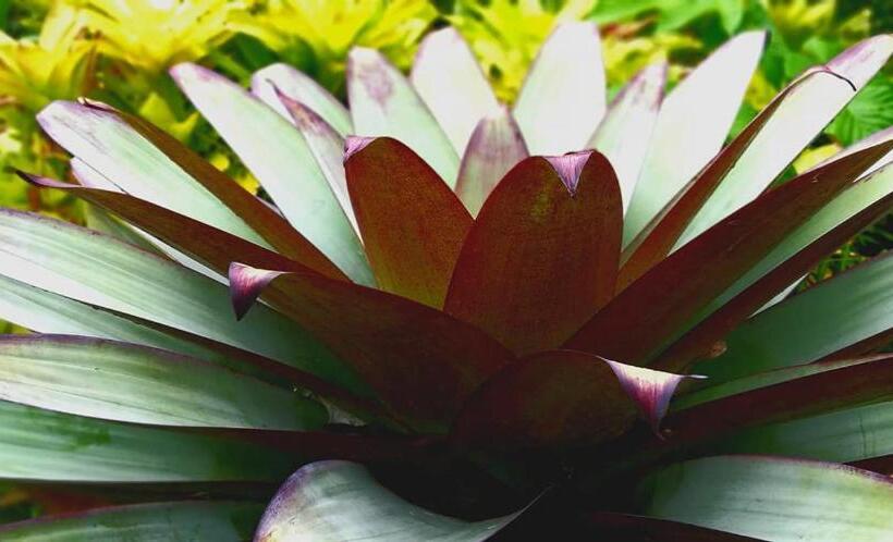 جناح ديلوكس سرير كينج, Schumann S Resort & Park