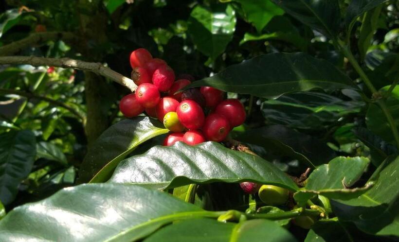 جناح ديلوكس سرير كينج, Schumann S Resort & Park