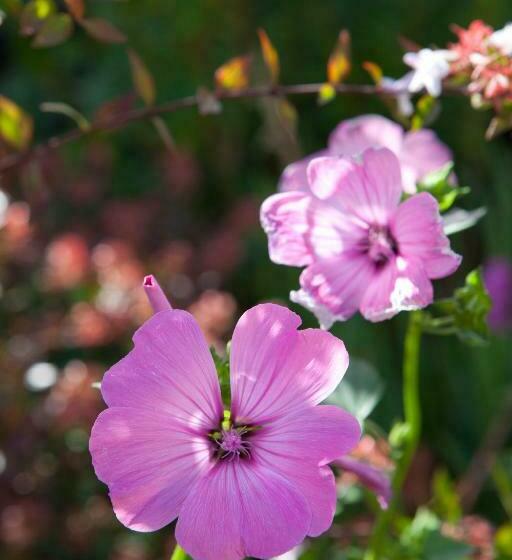חדר סטנדרט, Mac Bed