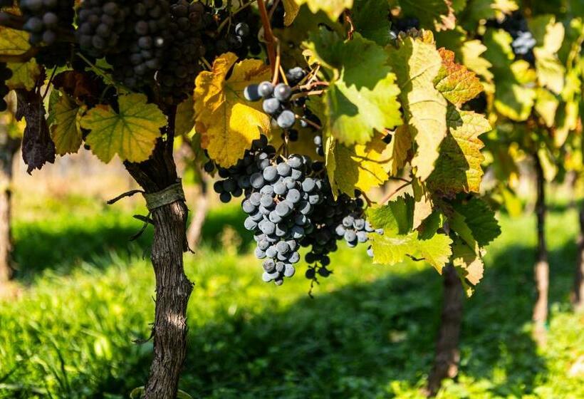 Четырехместный Номер Стандарт, Vinařství Výmola