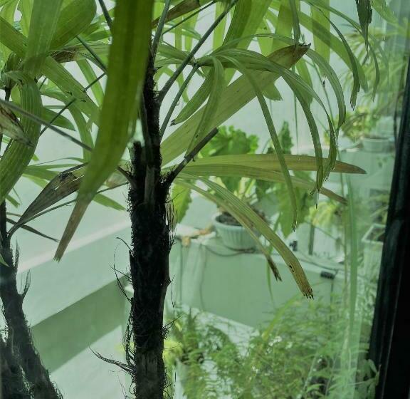 اتاق اجرایی سه نفره, The Belong Boutique