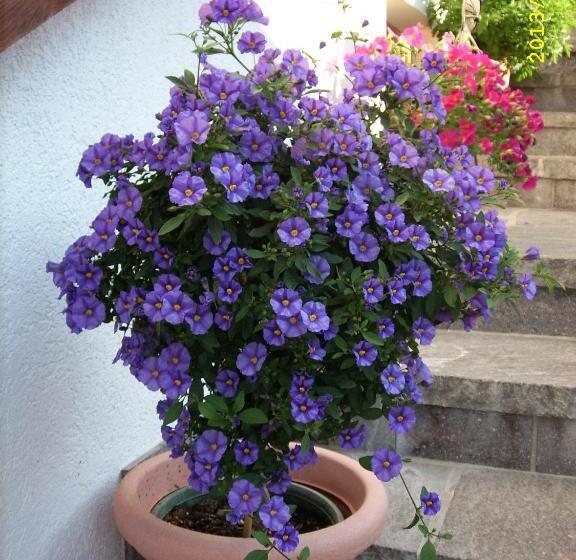 Апартаменты 1 Спальня, Haus Gmahblick Ferienwonungen