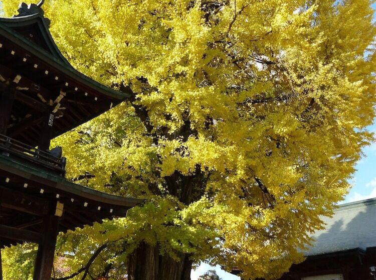 Номер Стандарт, Minshuku Kuwataniya