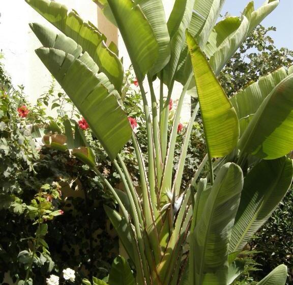 皇家套房, Ryad Mabrouka