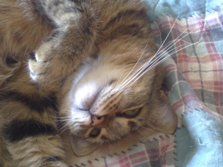 스탠다드 룸 호수 전망, Bed & Breakfast Bellagio