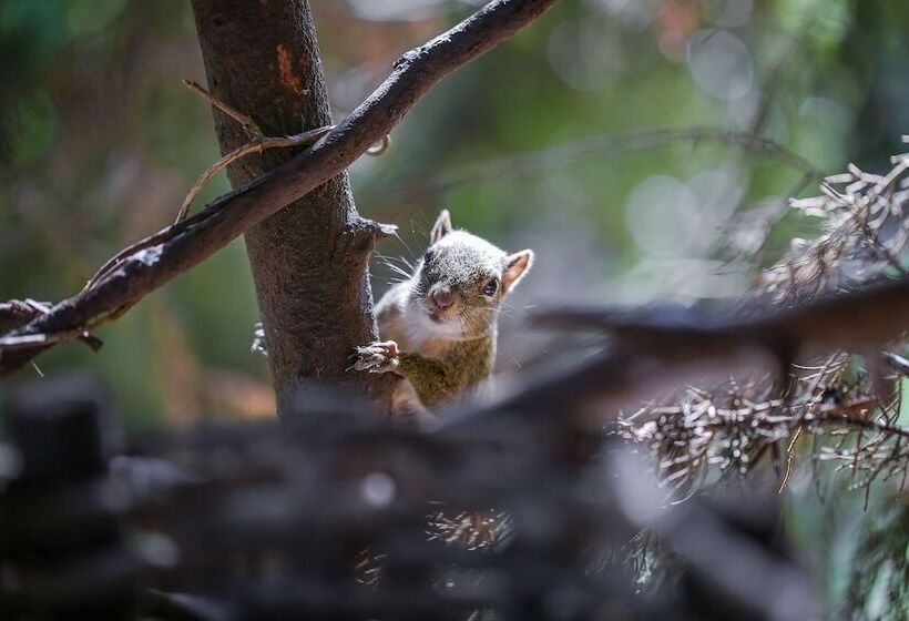 스위트, Mansao Austriaca Guesthouse