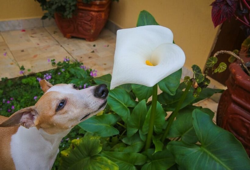 패밀리 스위트, Mansao Austriaca Guesthouse