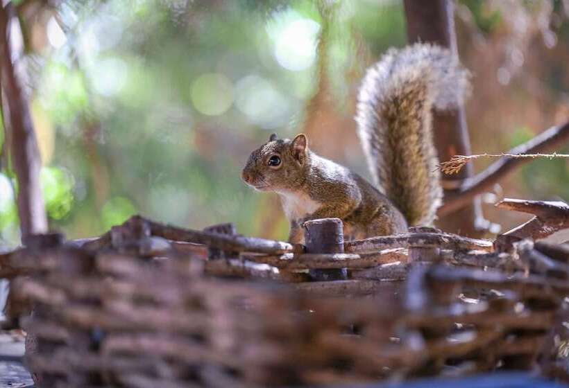 패밀리 스위트, Mansao Austriaca Guesthouse