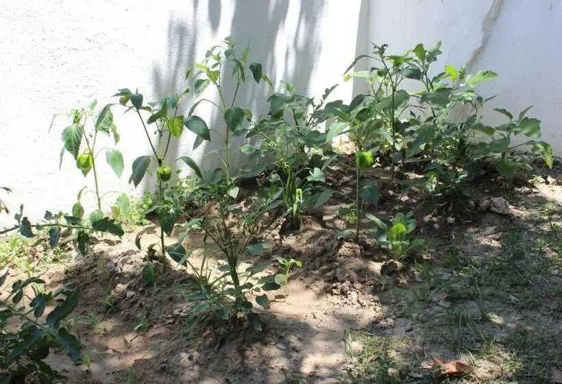آپارتمان 1 خوابه با چشم‌انداز باغ, Summer Life Villa Apart
