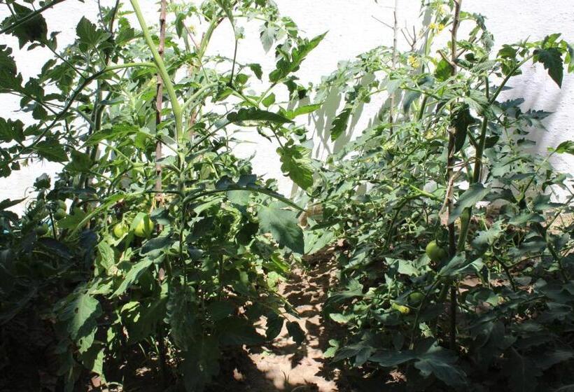 이코노미 트리플 룸, Summer Life Villa Apart