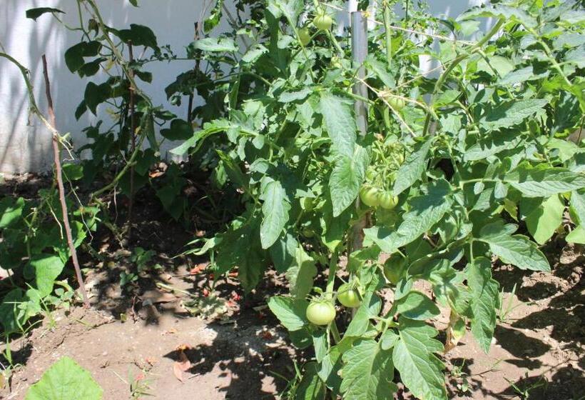 침실 1개 가든 전망 아파트, Summer Life Villa Apart