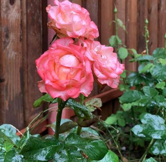 בית, חדר שינה 1, Thor și Cora