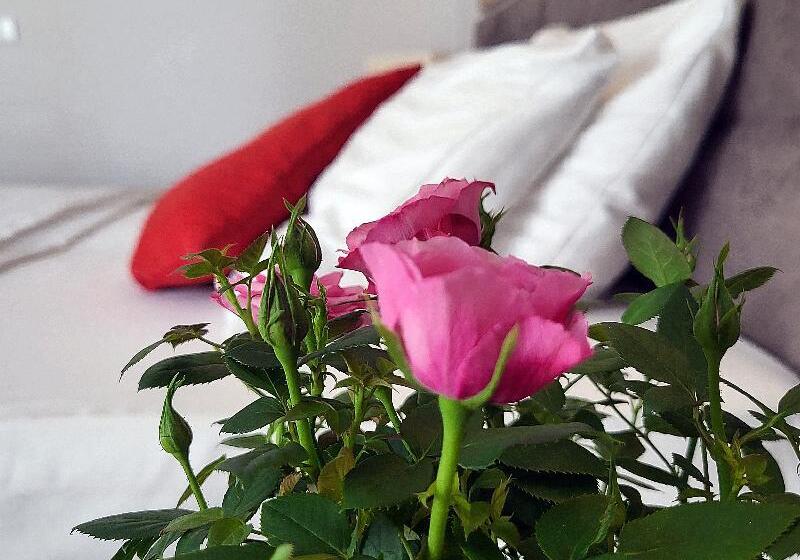 コンフォートルーム, Forza