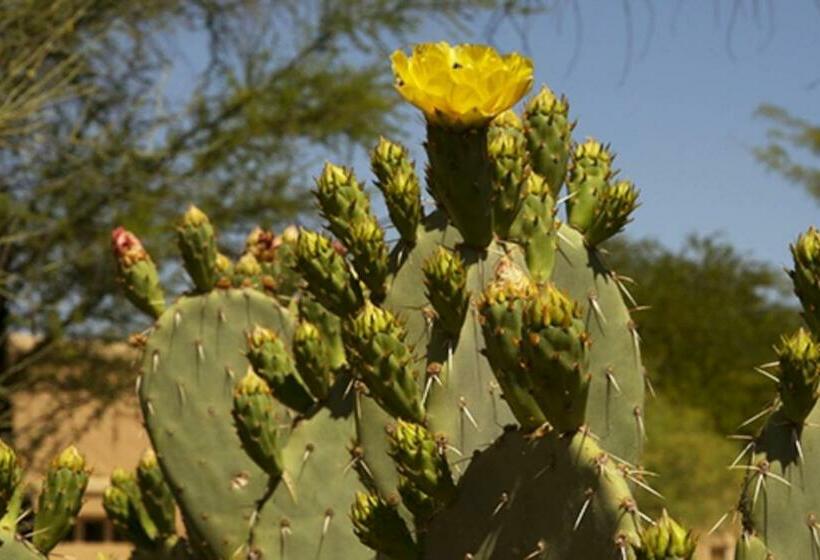 带2个卧室的公寓, Rancho Vistoso #256