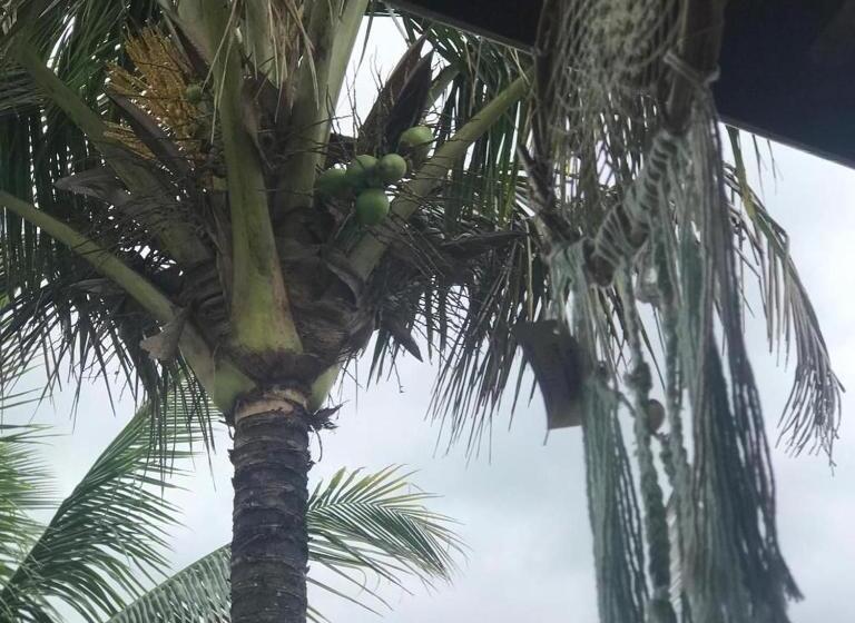 带阳台套房, Casa Da Mariajuana Hostel Tabatinga