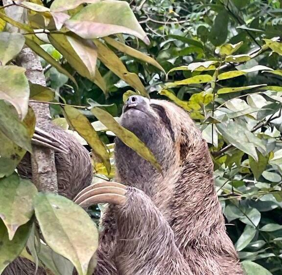 آپارتمان سوپریور 1 خوابه, Recanto Alter Do Chão