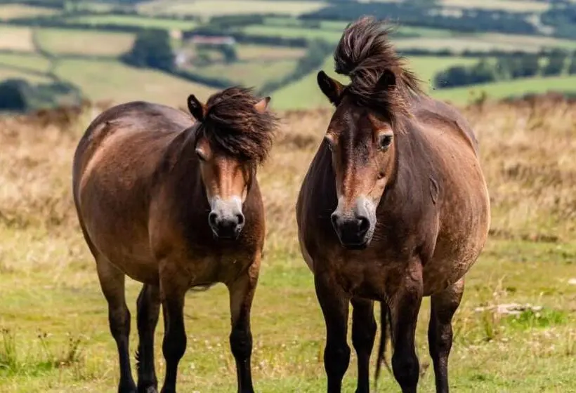 デラックスルーム, The Hayloft, Exmoor
