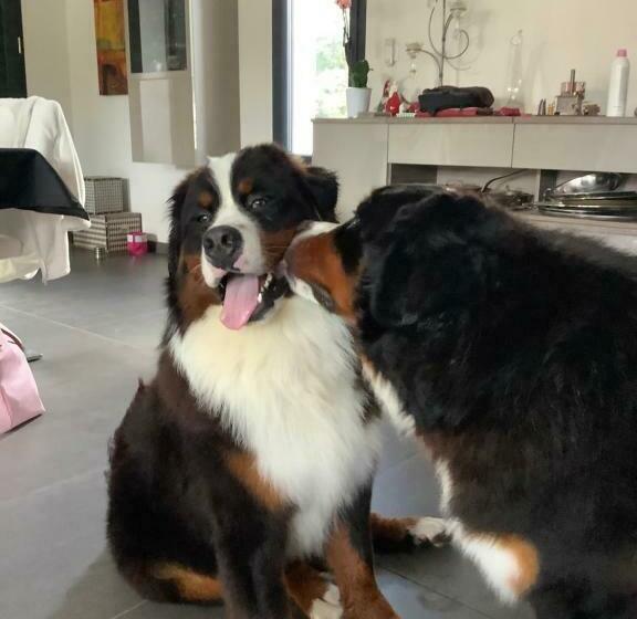 غرفة قياسية سرير كينج, Dune Et Coquelicot