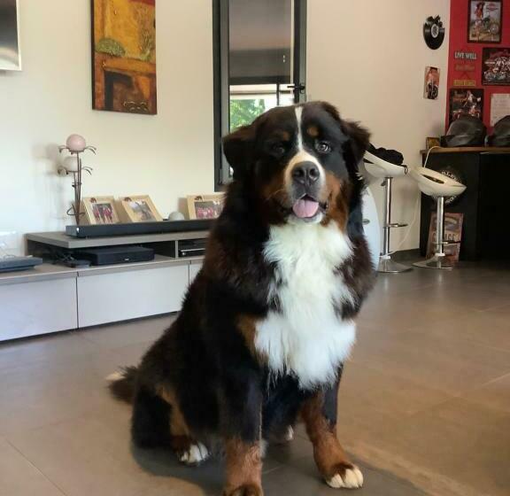 غرفة قياسية سرير كينج, Dune Et Coquelicot