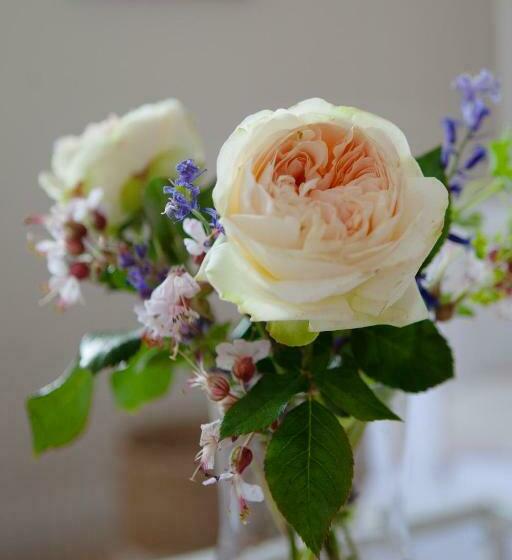 标准房带园景, Lohmann`s