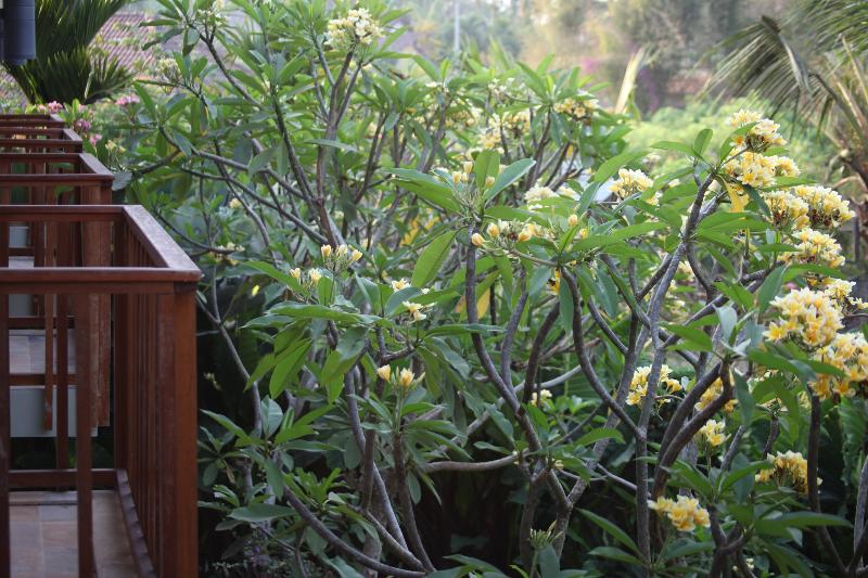 Camera Standard Vista Giardino, Ubud Wana Resort