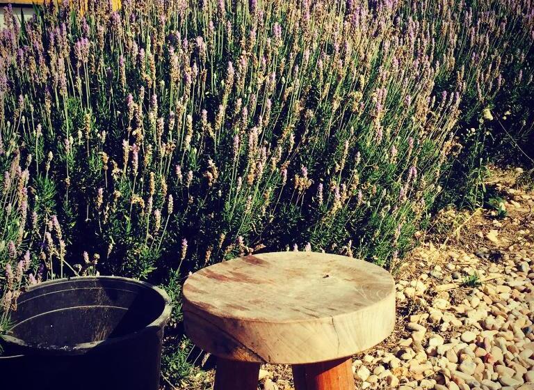 이코노미 룸, Dominio Vale Flores