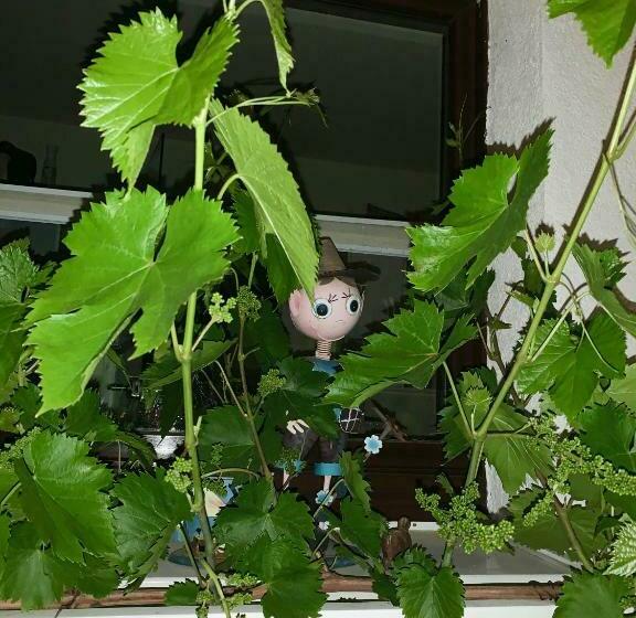 Номер Стандарт Вид на Сад, Haus Am Pool