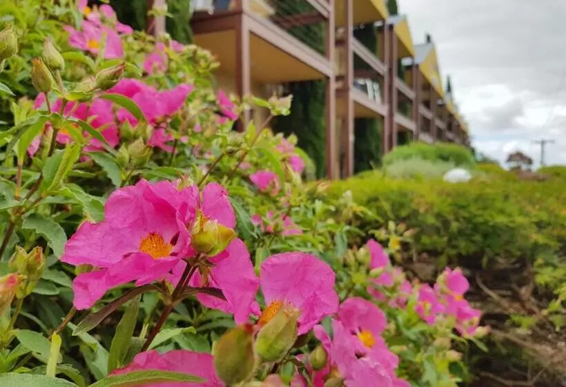 Executive-studio, Seaview Motel & Apartments