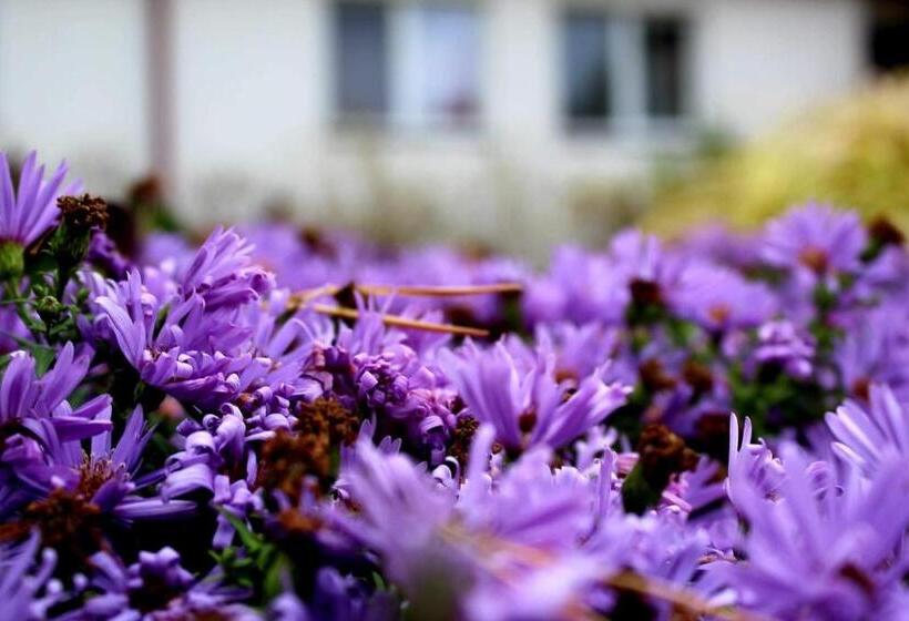 スタンダードシングルルーム, Zabawa