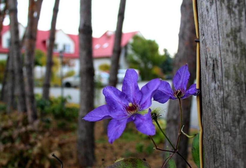 スタンダードルーム, Zabawa