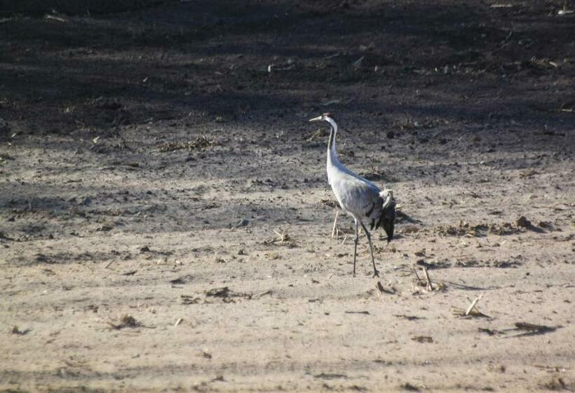 Четырехместный Номер Стандарт, żurawi Jar