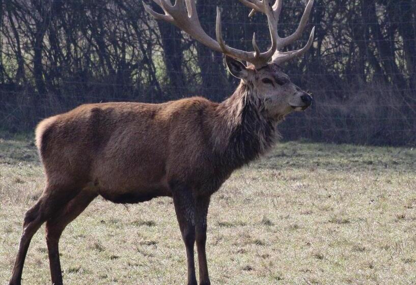 1 베드룸 수피리어 스위트, The Stables Deer Park Farm