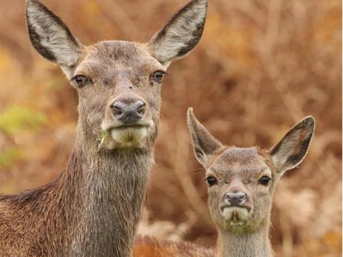 샬레, The Stables Deer Park Farm