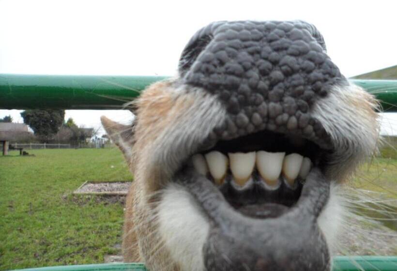 샬레, The Stables Deer Park Farm