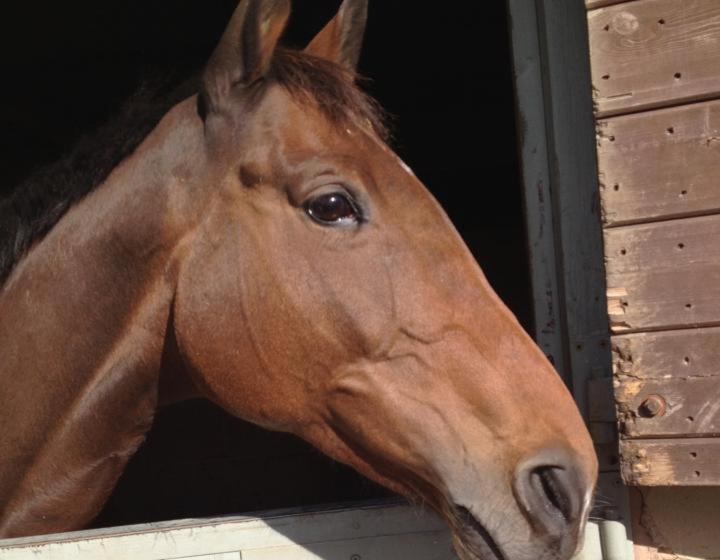 샬레, The Stables Deer Park Farm