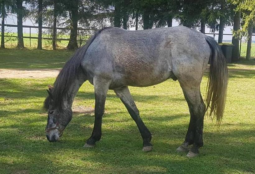 标准间, Kurnik Polski Agroturystyka