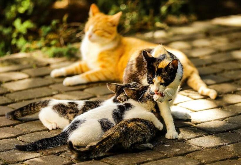 샬레, Bednarzówka