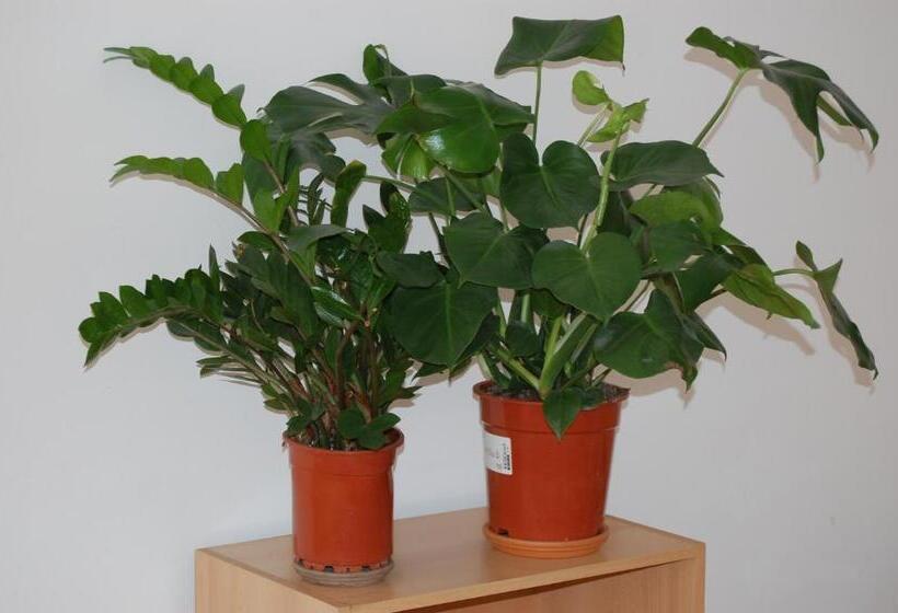 اتاق لوکس با بالکن, U Romana