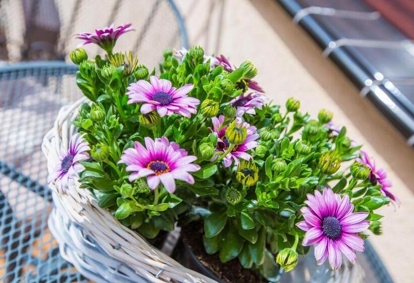 Quarto Estandar com Sacada, Savona świnoujście