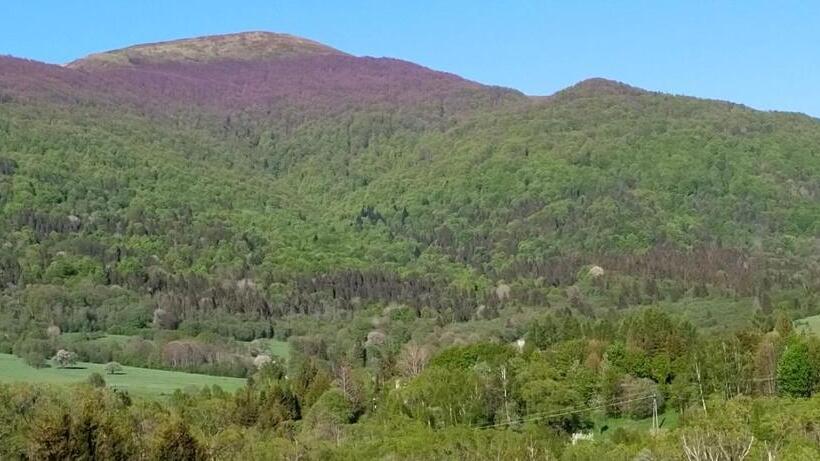 إستوديو قياسى ذو إطلالة, Smerekowa Ostoja