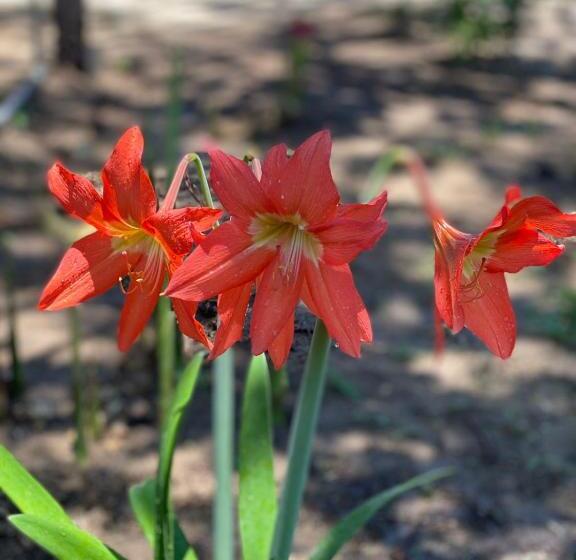 单人经济间, Puente Real Hostel