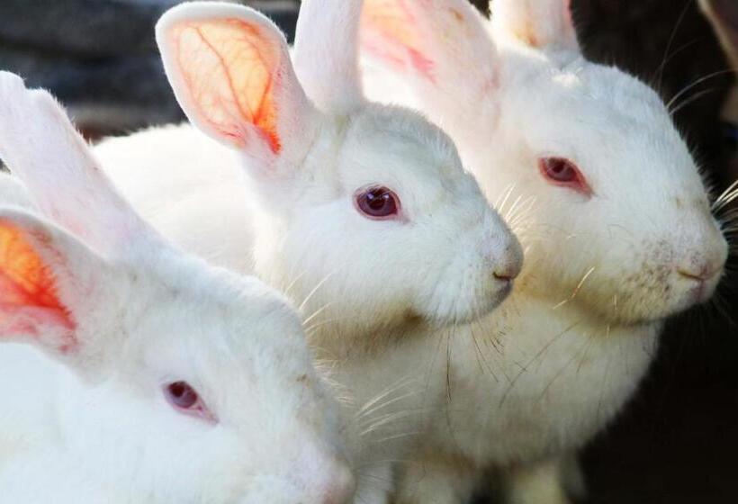 패밀리 룸, Cabañas Los Venaos